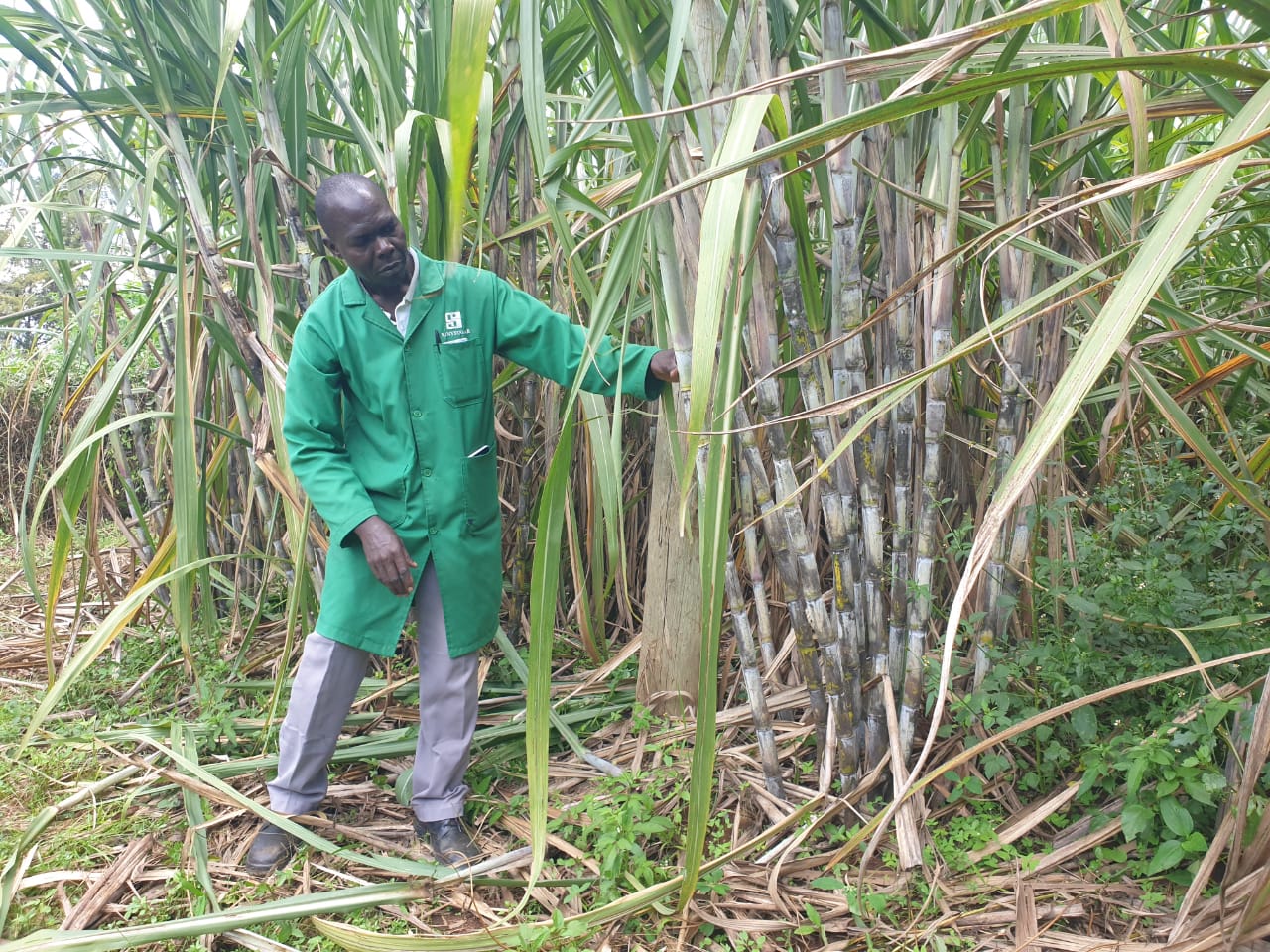 Careers South Nyanza Sugar Company (SonySugar)